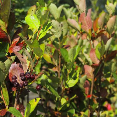 df0b4f6b89bef1d674bce4f3e71b40c5