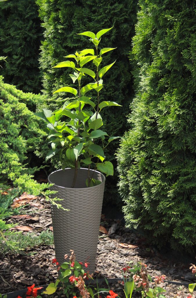 24e16c295bc44050cdffba7849e28bef