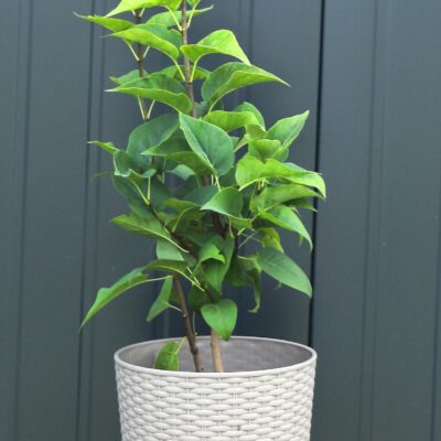 6836d7cbc147b931e9428d6d1c5e2206