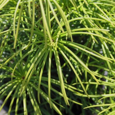 858fd544523a206548d6ea8418514e21