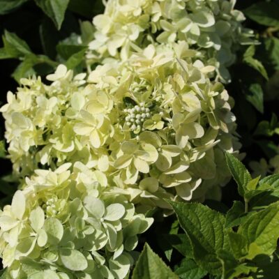 8bc5a3dfc8eebf09e42cd61aaa9c22fd