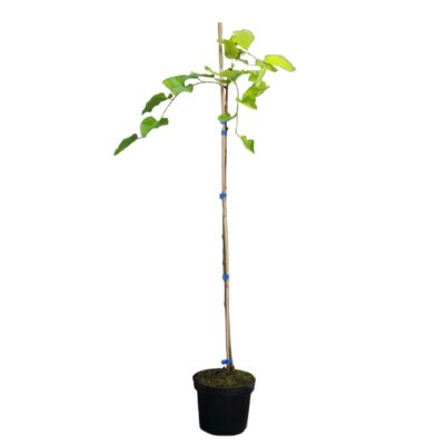 a520da909cf55887162bbd24d5804851