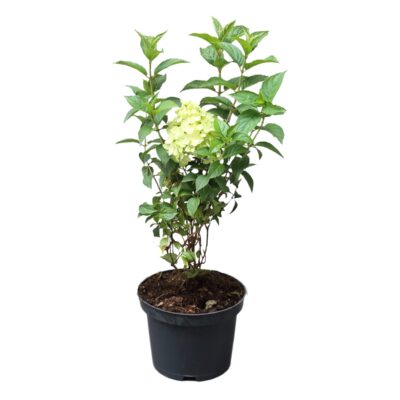 81c614f9dfa3b00666ce3fce93329f00