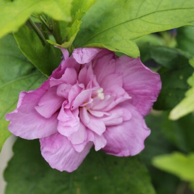 7032f528c09efbac7912feb6b7930a08