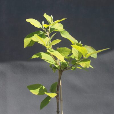 5bf0be2a6f3674d3dd114c37ad99b4d4