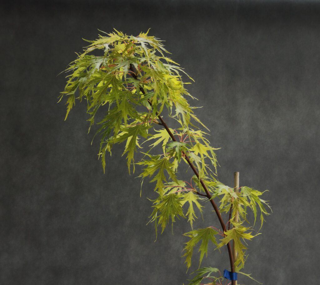 a62cd9bdb3898c3925ee9e2261850e62