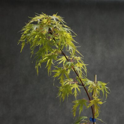 a62cd9bdb3898c3925ee9e2261850e62