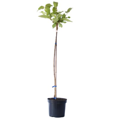 f5043ef9b120fbde5019729b0656159b