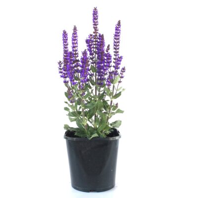 98c2fbcf87e0174c0db5da31219f1c2d