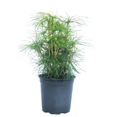 69ac67584d9ecc336b05ce0d7ad33452