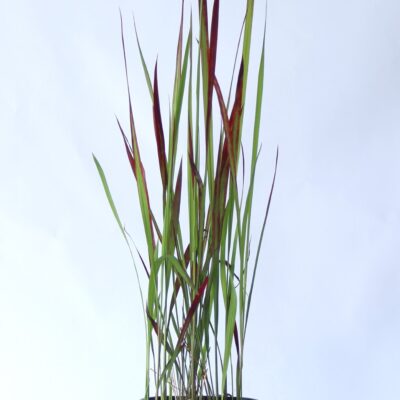 1a7fd9a657d080aea0115fce1f17744d