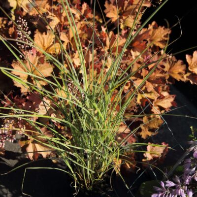 f1e5f7f86f5170823c59d5252a6b366a