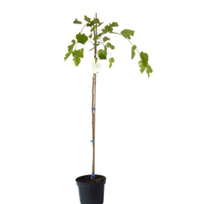 0941f35526bbcf686a2077ec0092c263