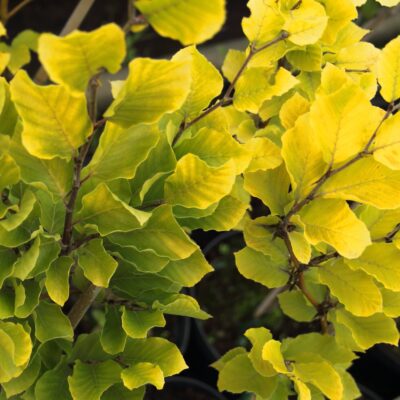 15715c9d48423857b38e92bbb9ac8846