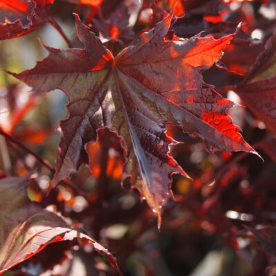 42e2d16624a0ce9e1b384b501809ef70