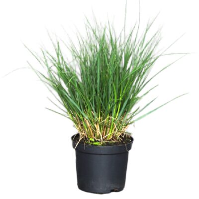 c6bfb861fe9a70ea16d3485a7d000df0