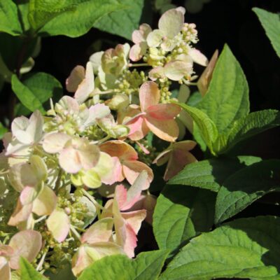 fbdb68d1589ec820fcaa51826251f809