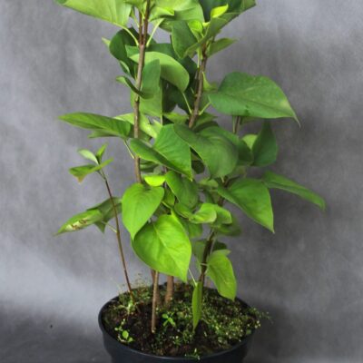 ab7421b187ffbe4d65290c464f57ec1a