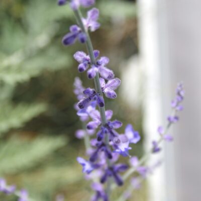 c559df7bf364498428c078bf09c4e734