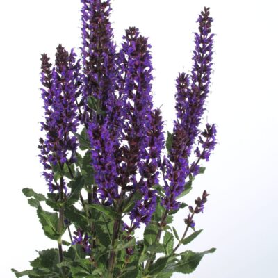 34eff8efd39bbeffeac65d64b8a16e4a