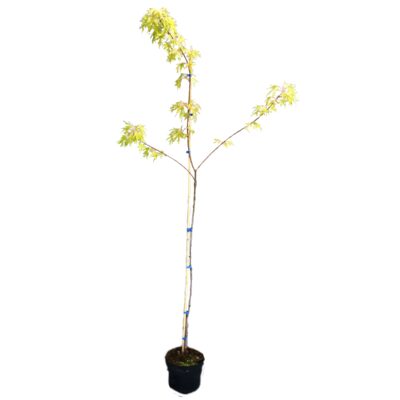 6eac7c98dc8fc097751127f8d56ebeb5