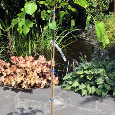 897bbfda7001fa3081b34493e9257e87