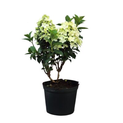 eb7236fa42e1f33ab1c64ad3c6834193