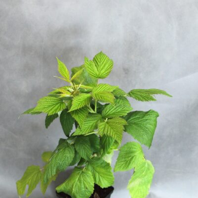 7ac295b063e6a143ac292c20e1e0d476