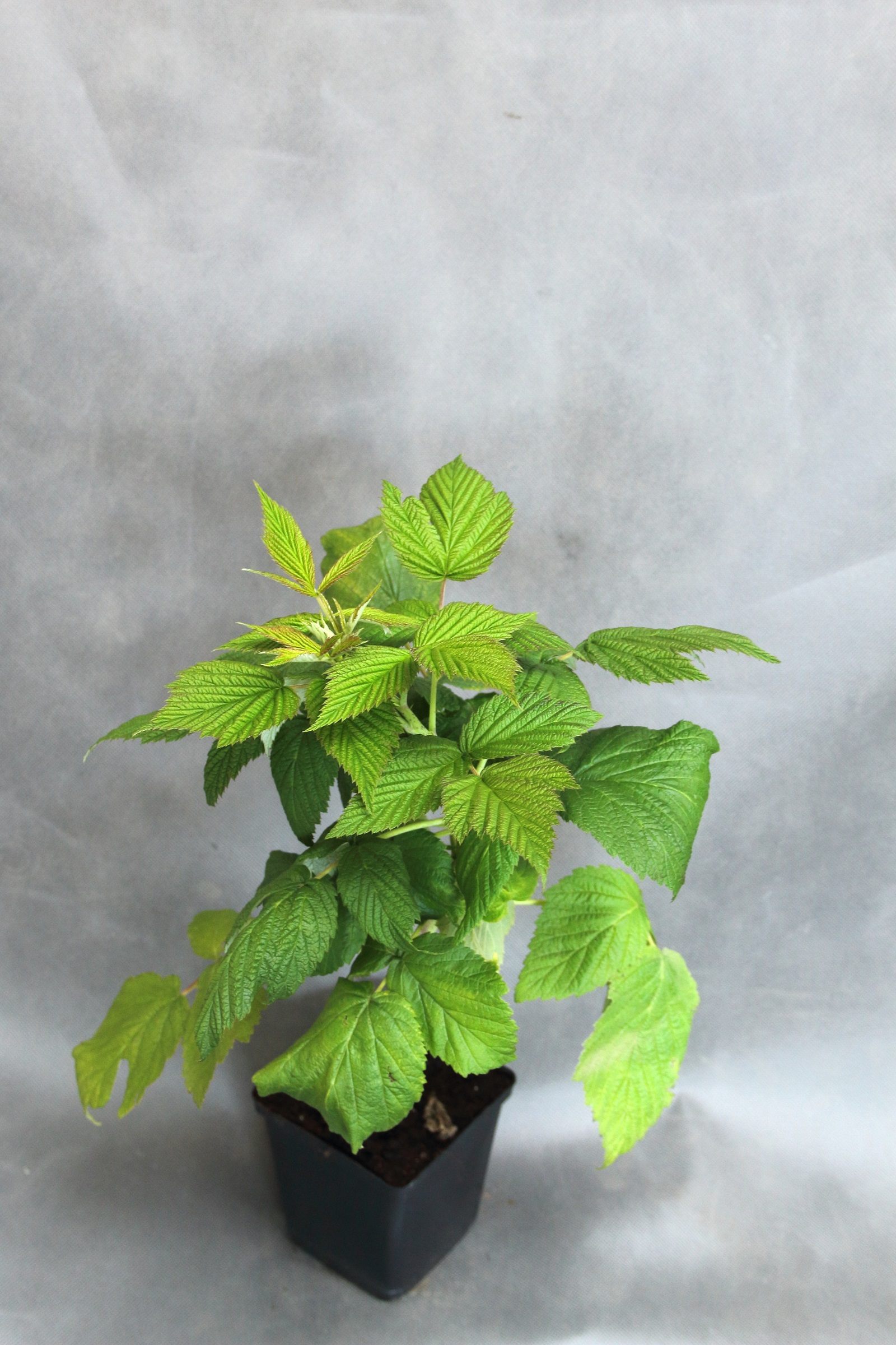 7ac295b063e6a143ac292c20e1e0d476