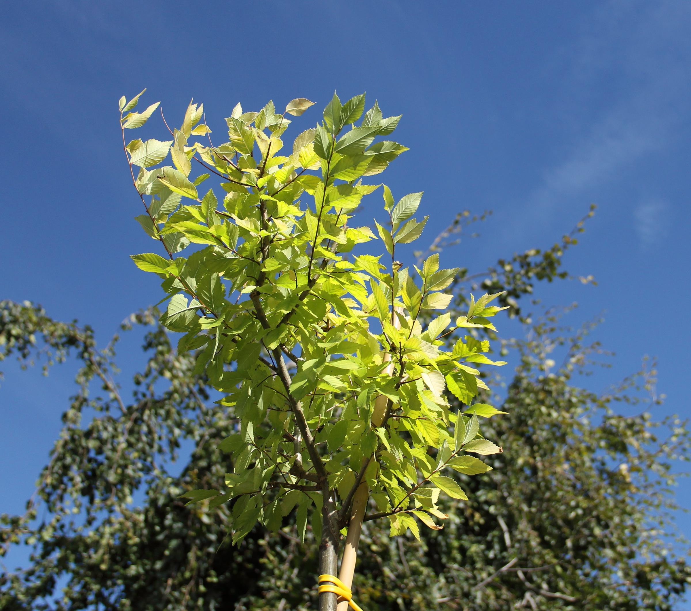 596b6251afc4677ccf7ea0b6b1735b96