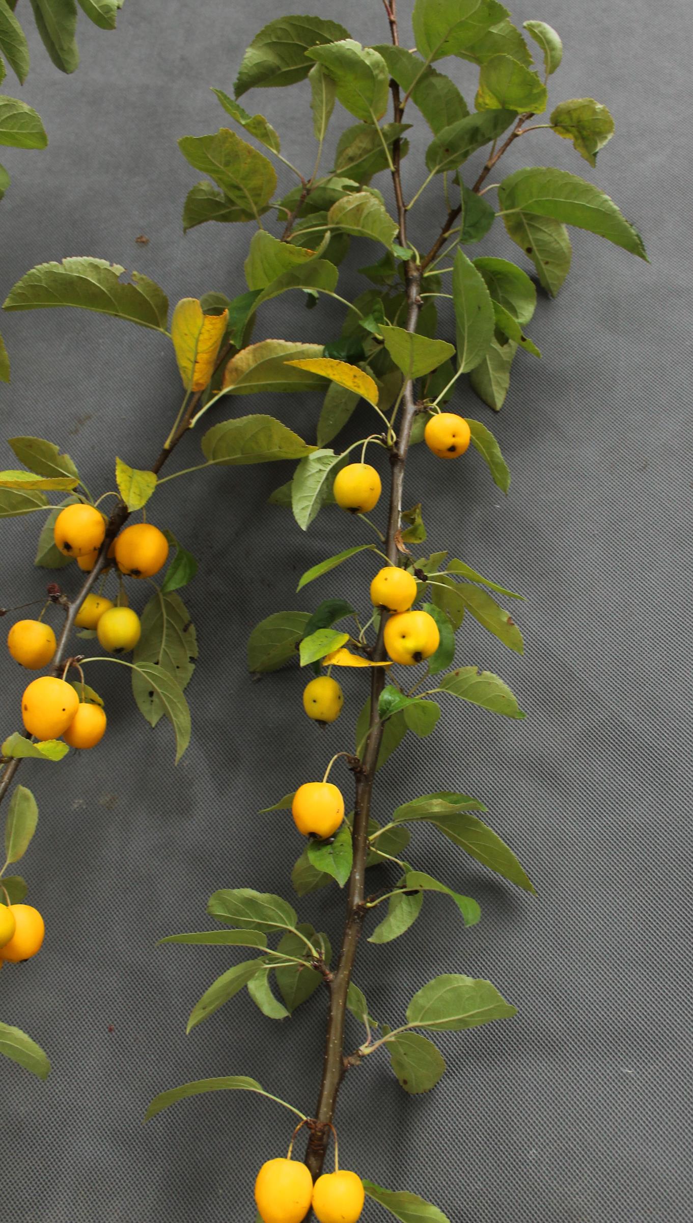 4dd8aee49679455cec9ab64afbad3a30