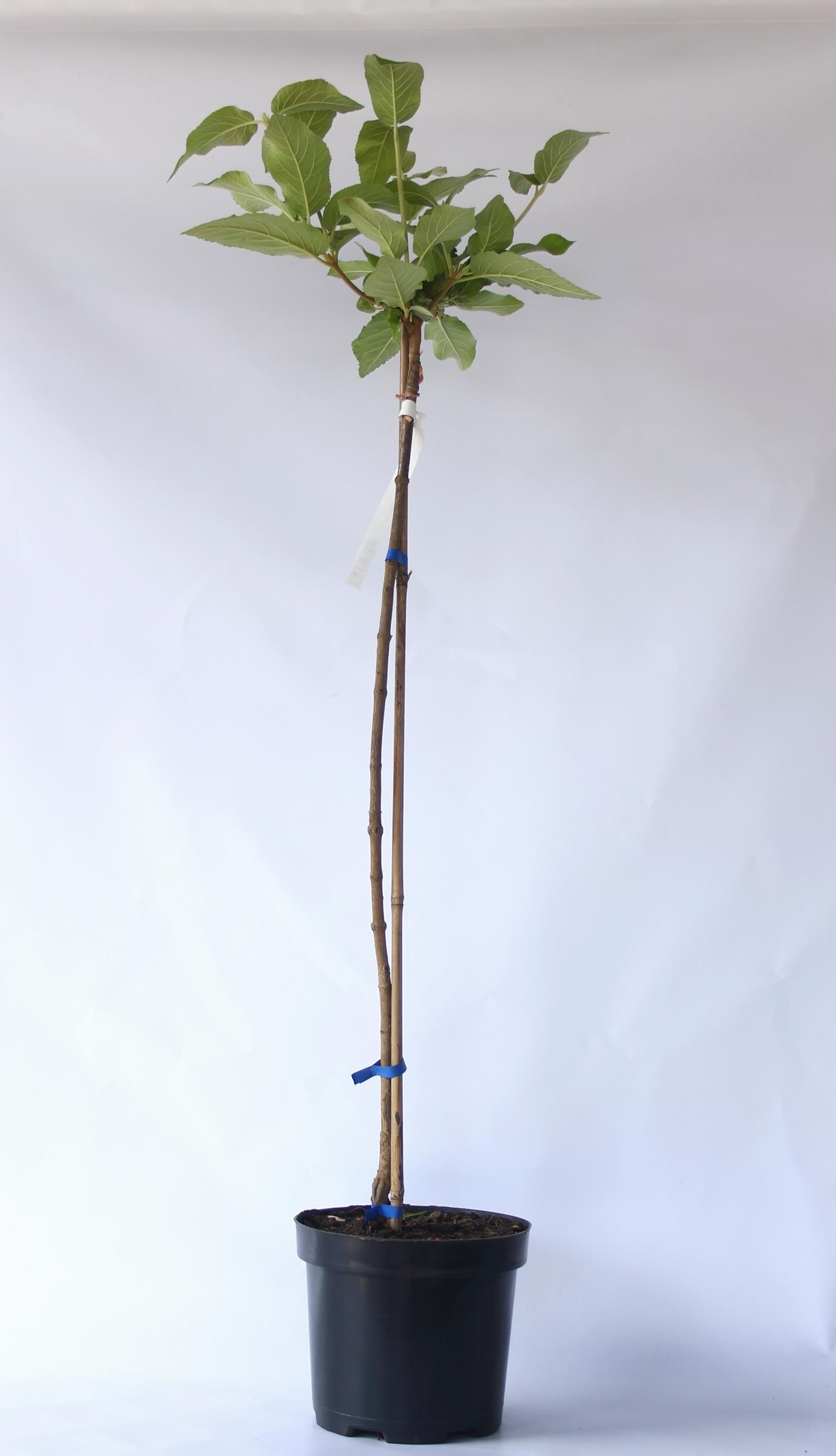 f841bf003b329e95850f25b0d45deb1f