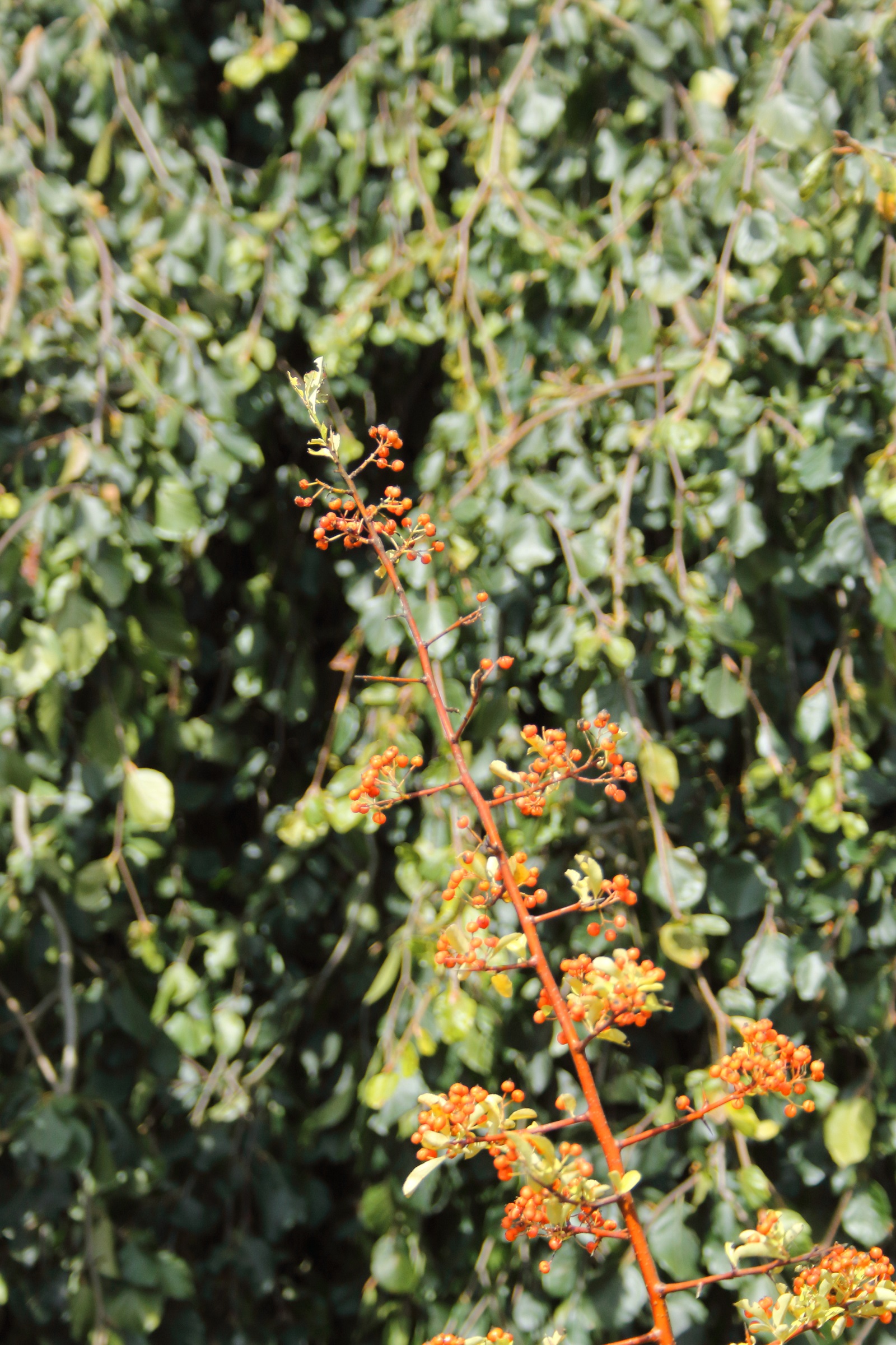 d9bd9eef59ad7356ca4a8d3a81663b82