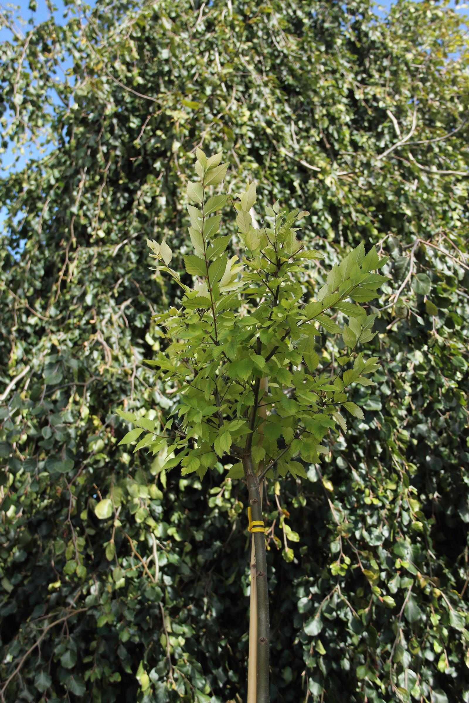 7a73b66f485ed38c11cb242846180110