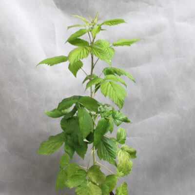 357ac9361c8d4ca79942e74d8df8facf