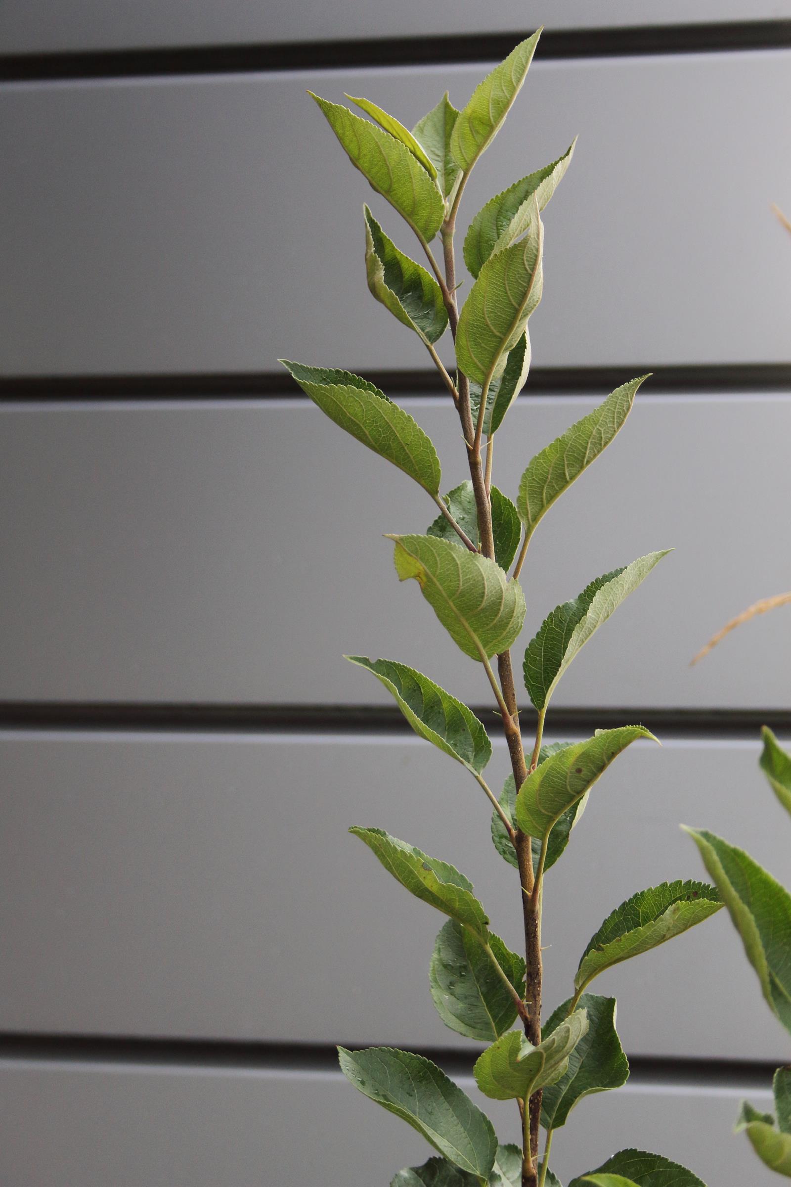 4b901e5f29c9596f6456b7427d4d5002