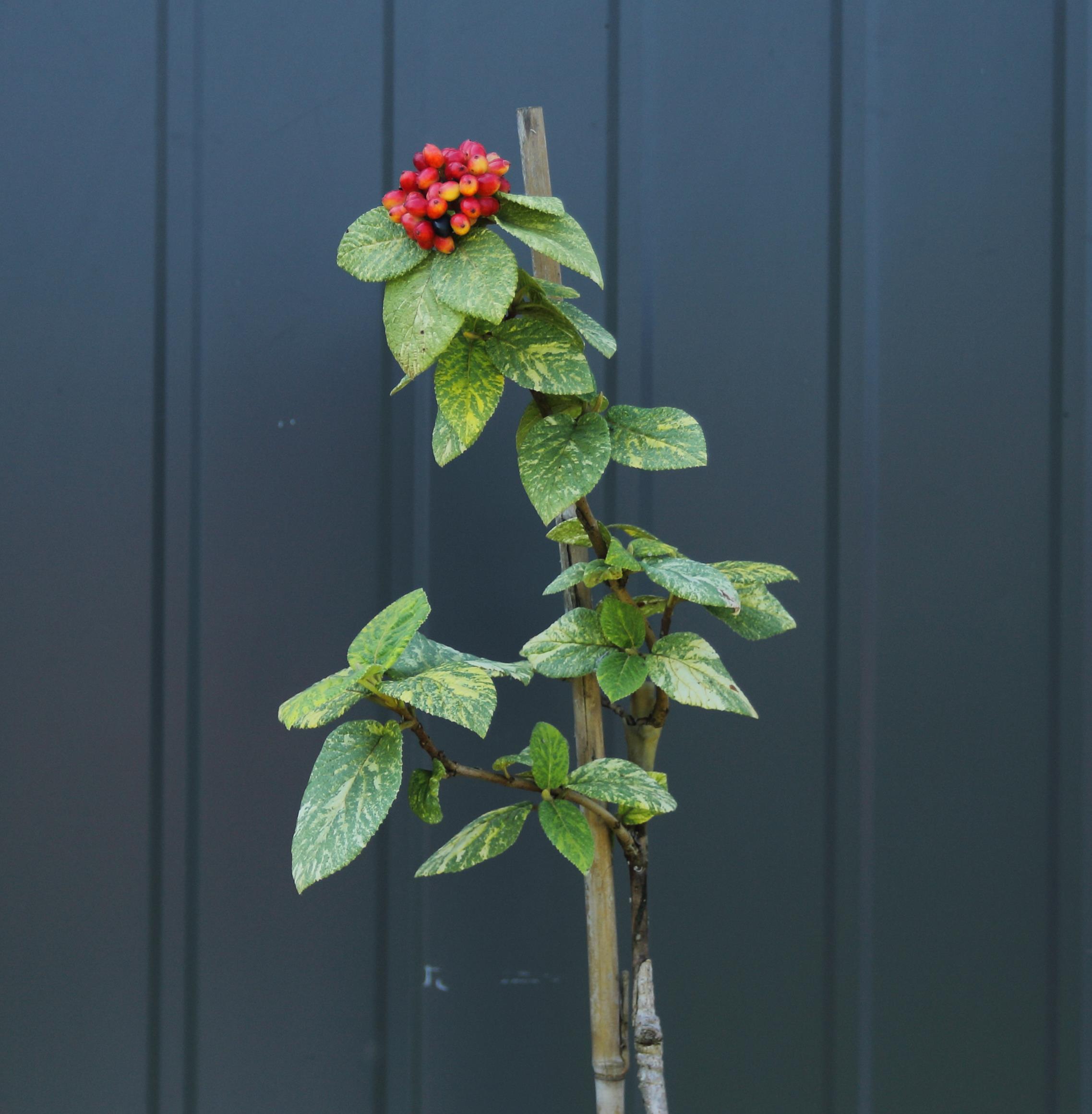 f50b9ab198ef5cc804f36b4034a842a5