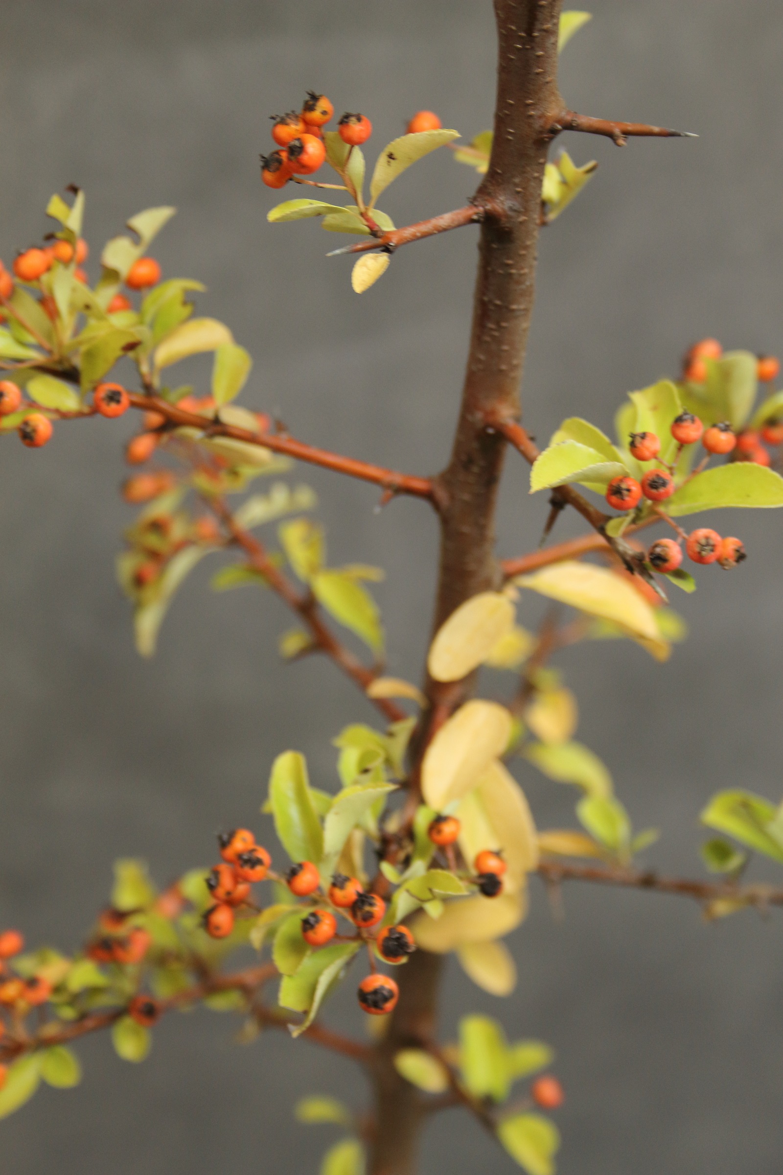 0cf48040cf4bf21248247206dfce156c