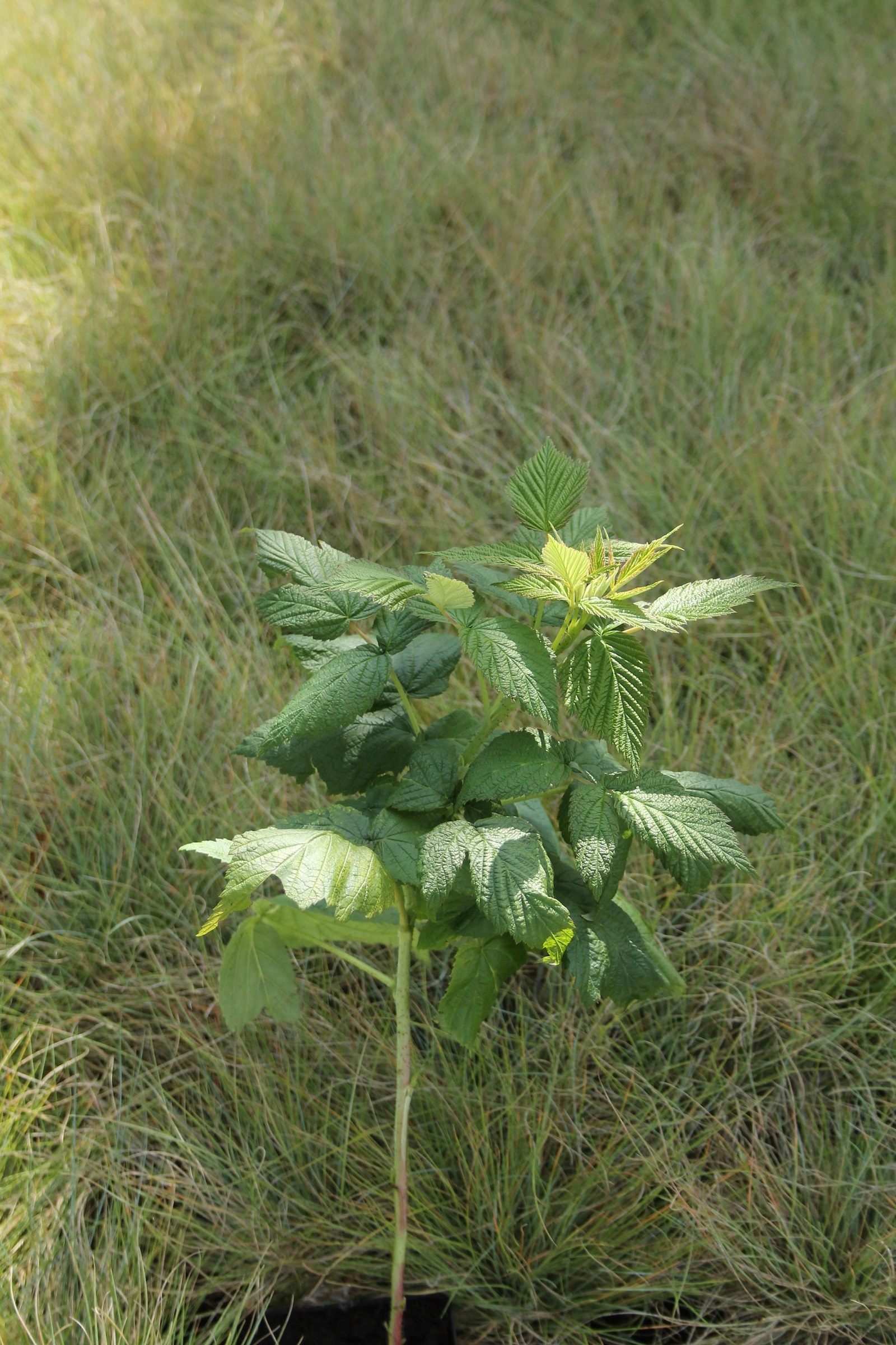 a7f1698a4d08195412ece690dba46742