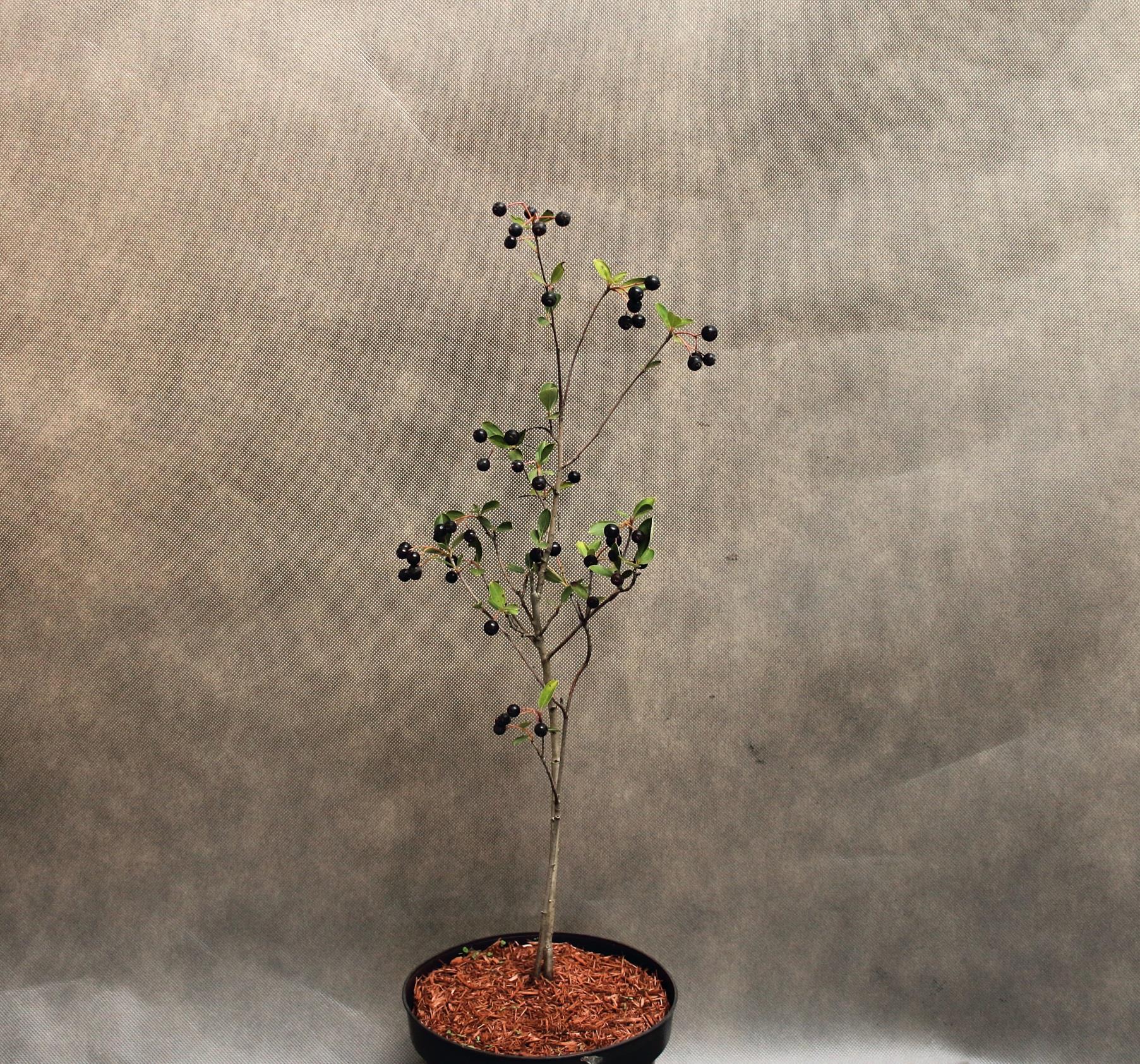 c39ff2d5a122c90b6321582dc6f33ef9