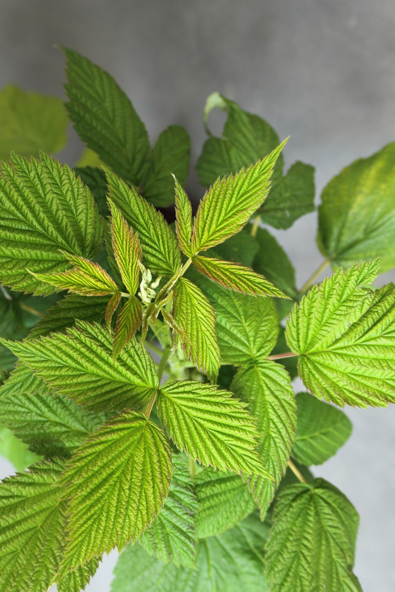 93a95a1e23a6858dfc069631b6883273