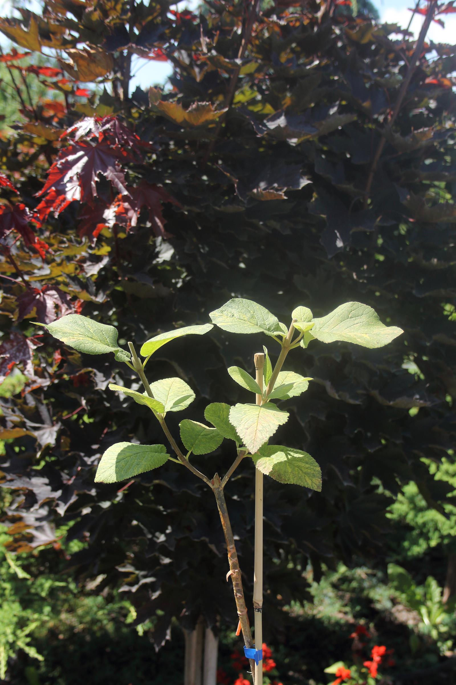 7c792c4eb86b694ec825366827657a03