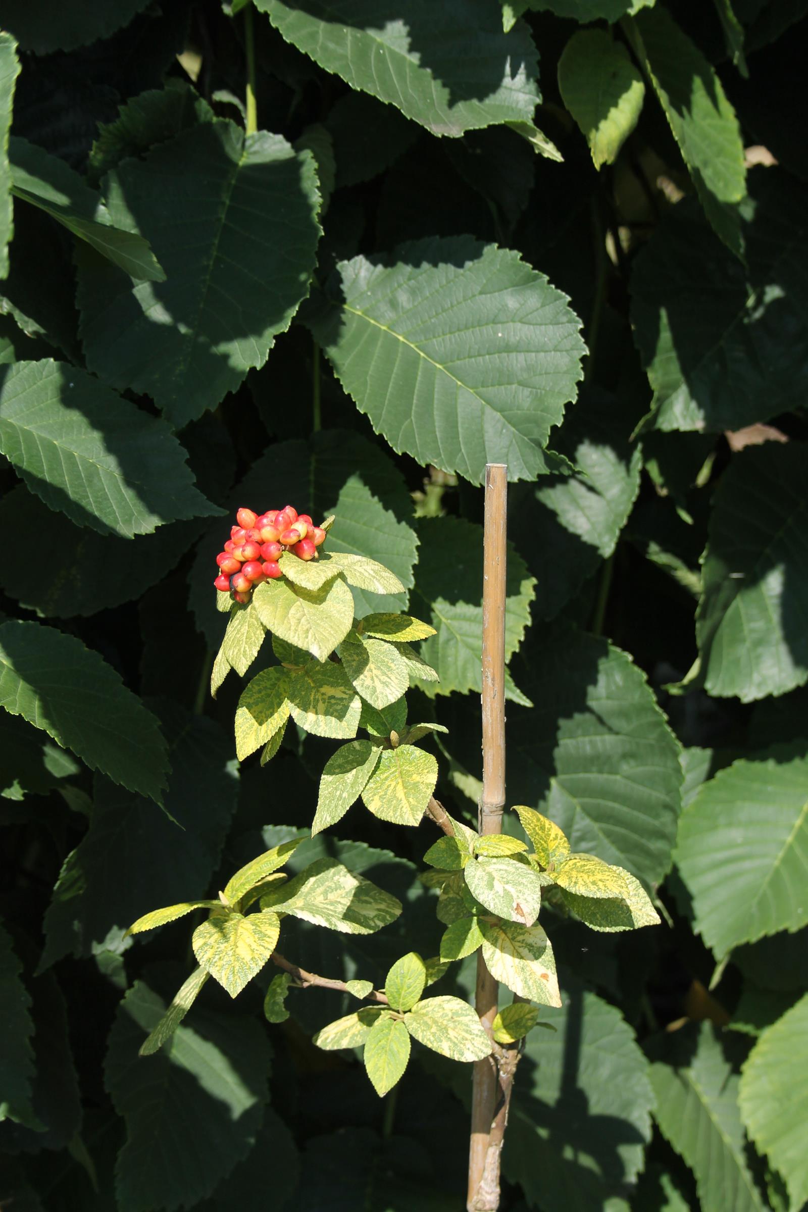 2c5f7c30533988eec20e3bfd61f8f468