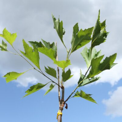 44133397bafc6c49448e65a4b5509b32