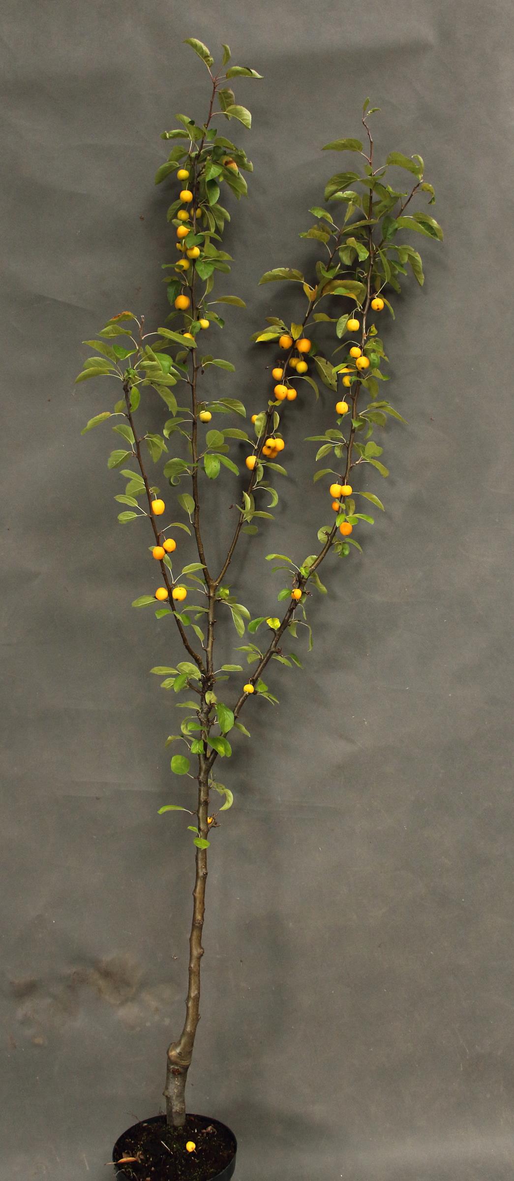 9da97194a6581905b0d21358390c1610