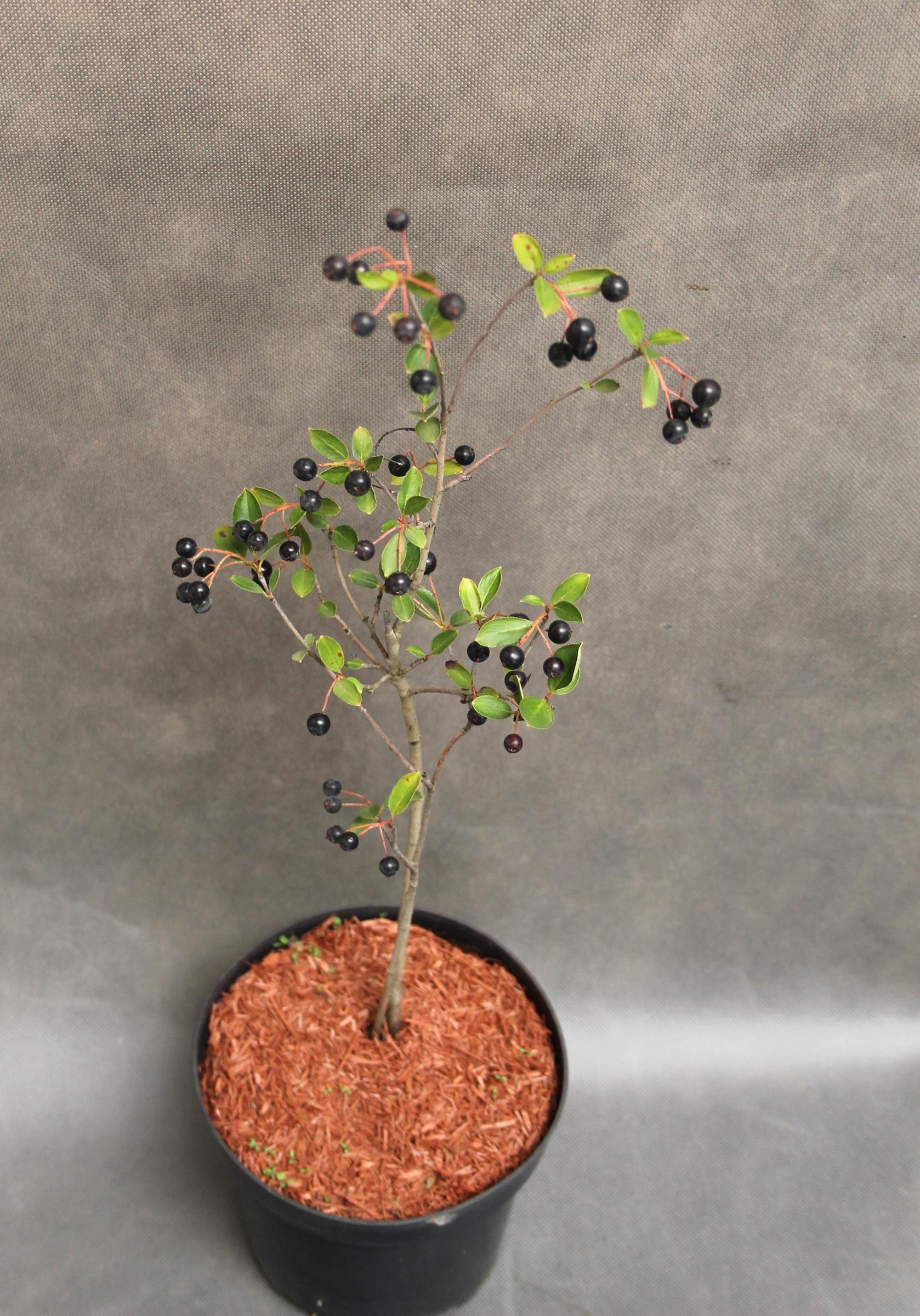 3c2a7d2370bcc722f39eb78aee336420