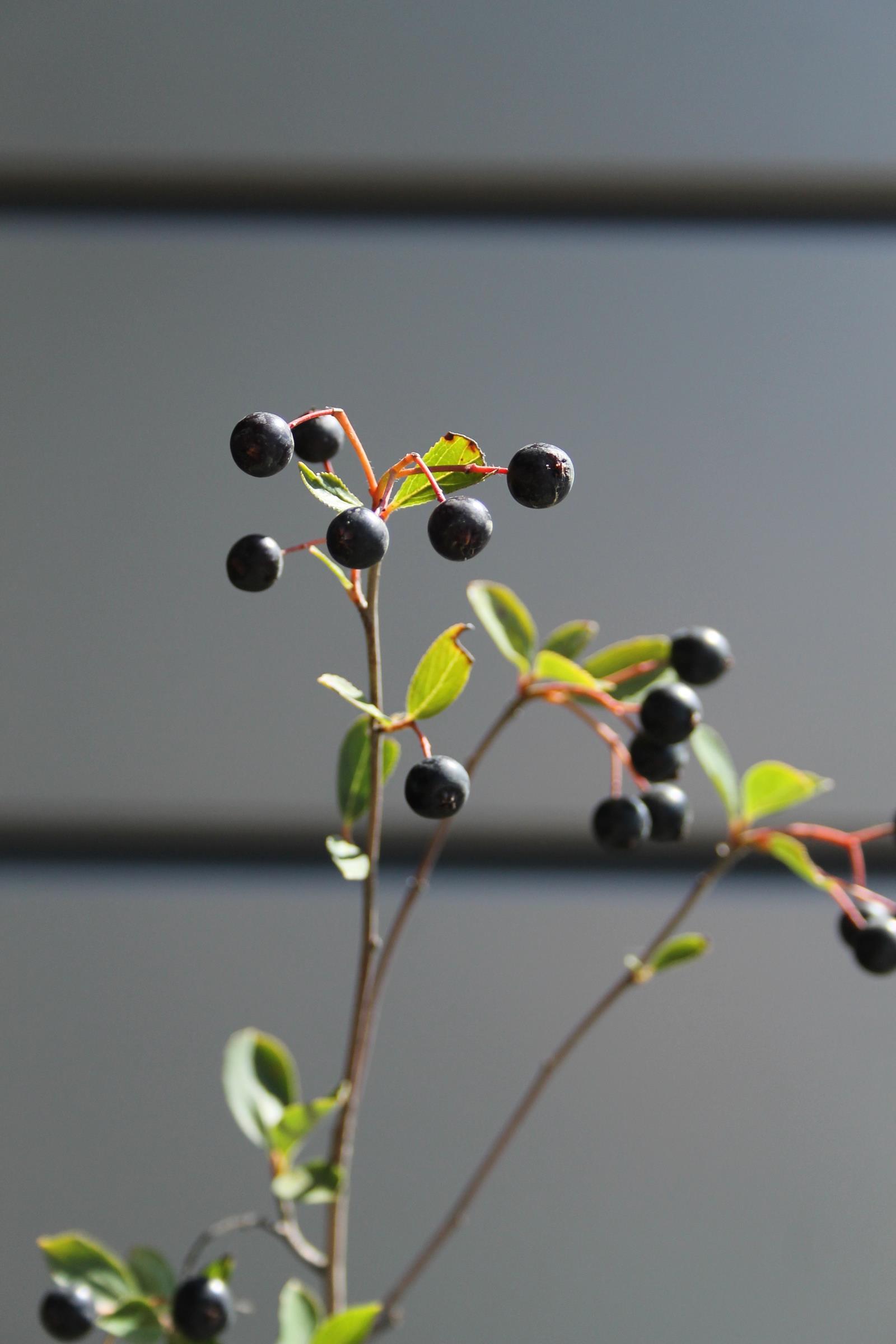 2468a8822f1718f0b875ff915c7de6fd