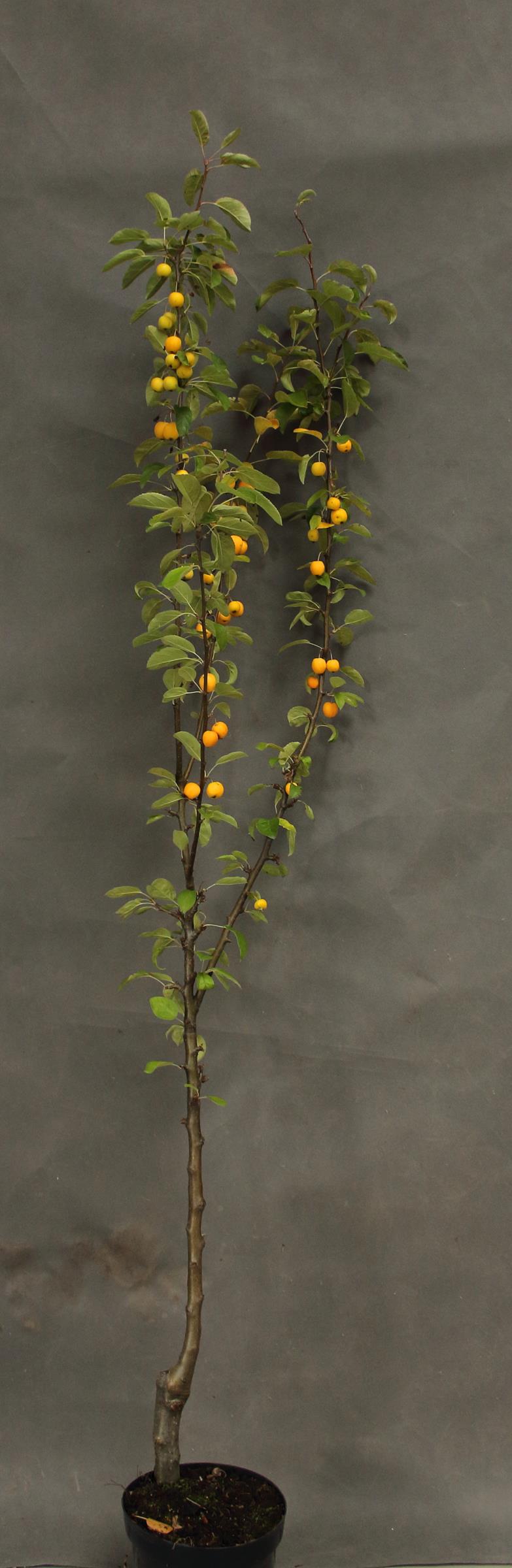 0ddf0ed4b5ace3dbb9c123eb849017fb