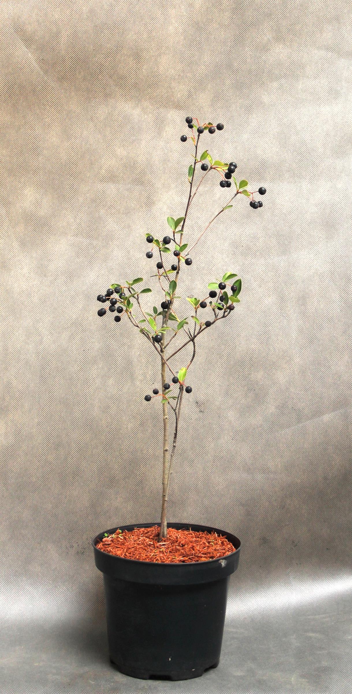 73a3e8172f504dbb160c71e677e7c5d2