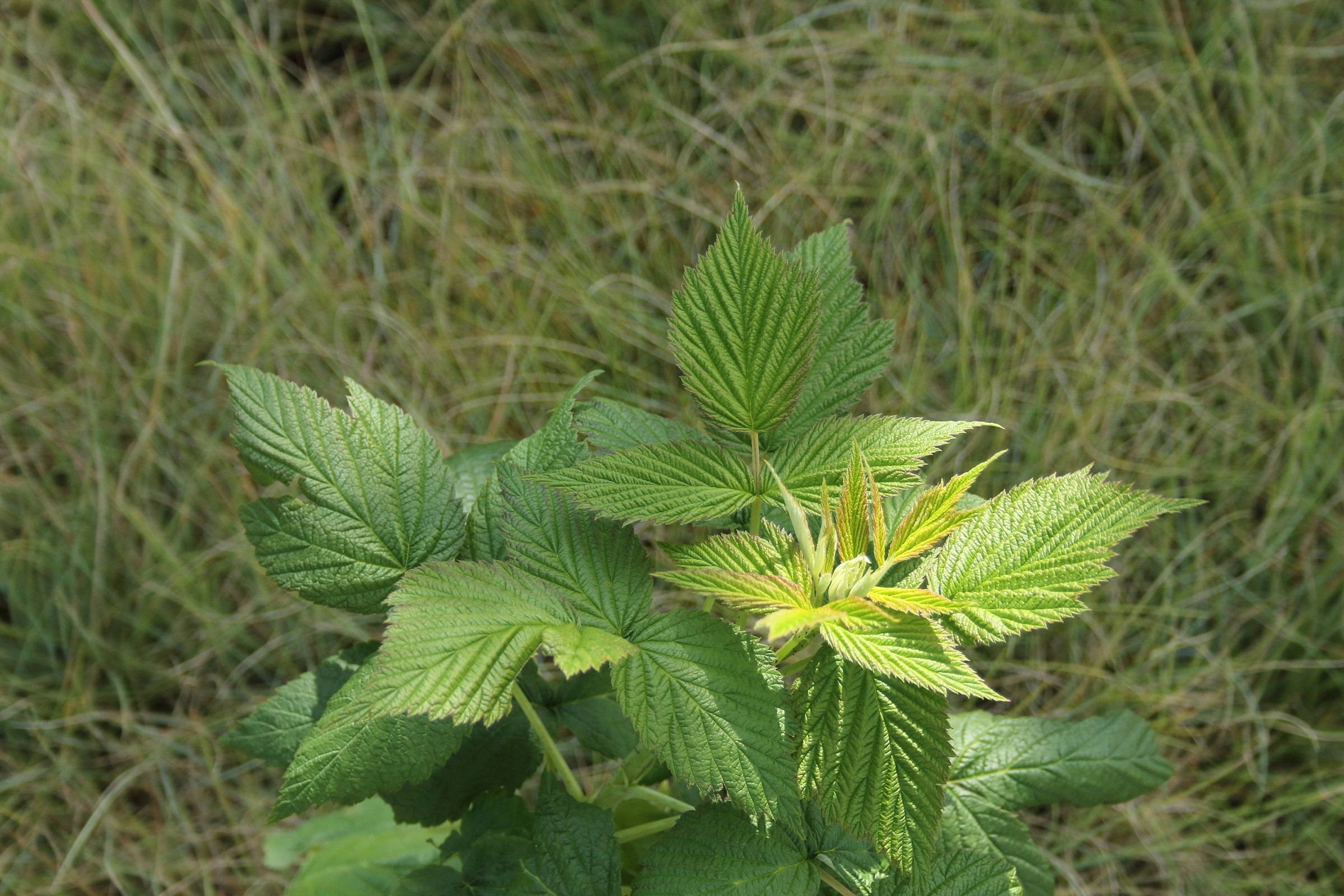 6fb0375b21a2b597328351ef5ff6d2e0